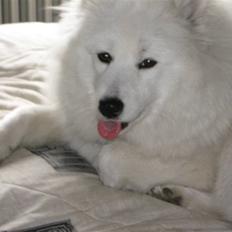 Samojedhund fie 