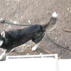 Siberian husky Magnus