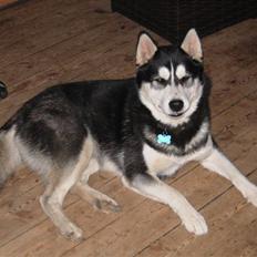 Siberian husky Magnus