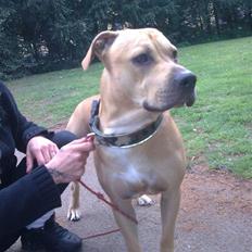 Amerikansk staffordshire terrier tyson