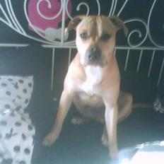 Amerikansk staffordshire terrier tyson