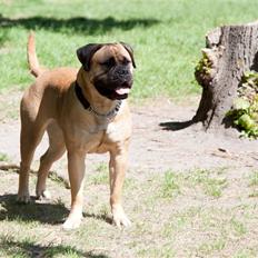 Bullmastiff Brynhild