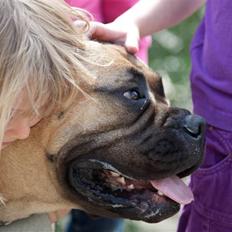 Bullmastiff Brynhild