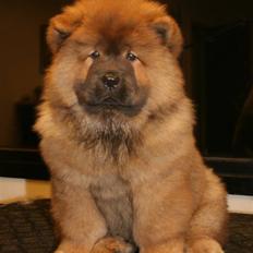 Chow chow Bidachow O'lovely Othella
