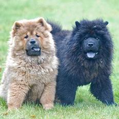 Chow chow Bidachow O'lovely Othella
