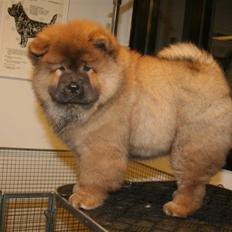 Chow chow Bidachow O'lovely Othella