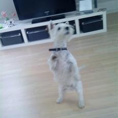 West highland white terrier felix