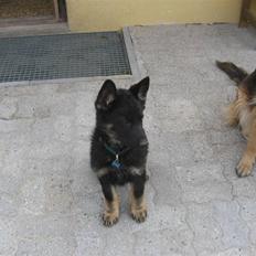 Schæferhund Jen-Ager's Jasko R.I.P