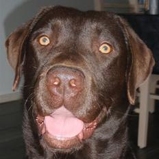 Labrador retriever Zanto