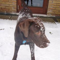 Labrador retriever Zanto