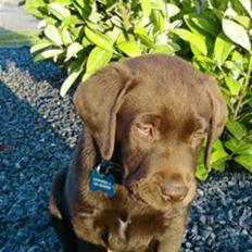 Labrador retriever Zanto