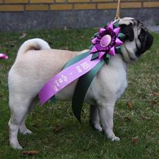 Mops Tangomopsens Teddy