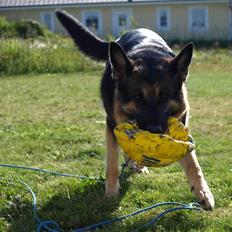 Schæferhund Tinka