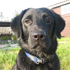 Labrador retriever Luka (ILOVEYOU)<3