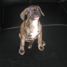 Blanding af racer tyson