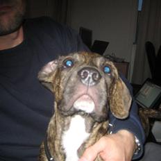 Blanding af racer tyson