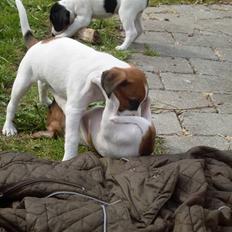 Dansk svensk gaardhund Lobo
