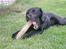 Labrador retriever Molly