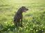 Labrador retriever Molly