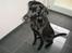 Labrador retriever Molly