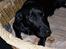 Labrador retriever Tilde