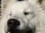 Blanding af racer Zofi - En glad hund...