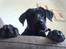 Labrador retriever Manse Danefeld
