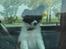 Papillon Bailey