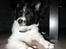 Papillon Bailey
