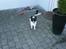 Papillon Bailey
