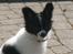 Papillon Bailey