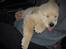 Golden retriever Joey - Joey da vi hentede ham