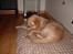 Golden retriever Joey