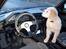 Golden retriever Joey - Joey er med far ude i bilen :)