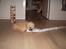 Golden retriever Joey - Joey og slangen igen :)Joey