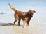 Nova scotia duck tolling retriever Fievel *Himmelhund* - Store badedag...Fievel elsker det!!