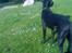 Blanding af racer Lucky *RIP*