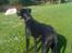 Blanding af racer Lucky *RIP*
