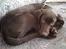 Blanding af racer Lucky *RIP* - her som meget ung