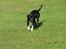 Blanding af racer Sulu Spot