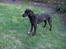 Labrador retriever Molly