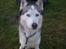 Siberian husky Chuchi (Knud<3) - Er jeg ikke sød <3?