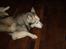 Siberian husky Chuchi (Knud<3) - Jeg tager lige en slapper.