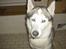 Siberian husky Chuchi (Knud<3) - Jeg ser så klog ud xD (ironisk)