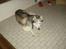 Siberian husky Chuchi (Knud<3) - Der er noget farlig ;)