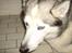 Siberian husky Chuchi (Knud<3) - Nærbillede :o) (læg mærke til aftegnet på hans pande, det ligner en diamant <3)