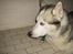 Siberian husky Chuchi (Knud<3) - Uhhhh BANGE! stygt kamera :)
