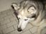 Siberian husky Chuchi (Knud<3) - Ørene frem!