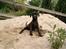 Boxer Kennel Keni's Kia - Queen of the sand pile! tra ta taaa