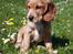Cocker spaniel Tessa - Hendes smukke hoved
